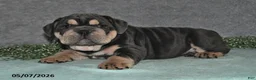 English Bulldog dogs for sale: Jasper - Ad 5