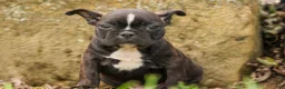 Frenchton dogs for sale: BUDDY - Ad 5