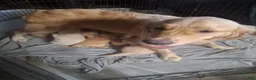 Goldendoodle dogs for sale: Goldendoodle 1 - Ad 2