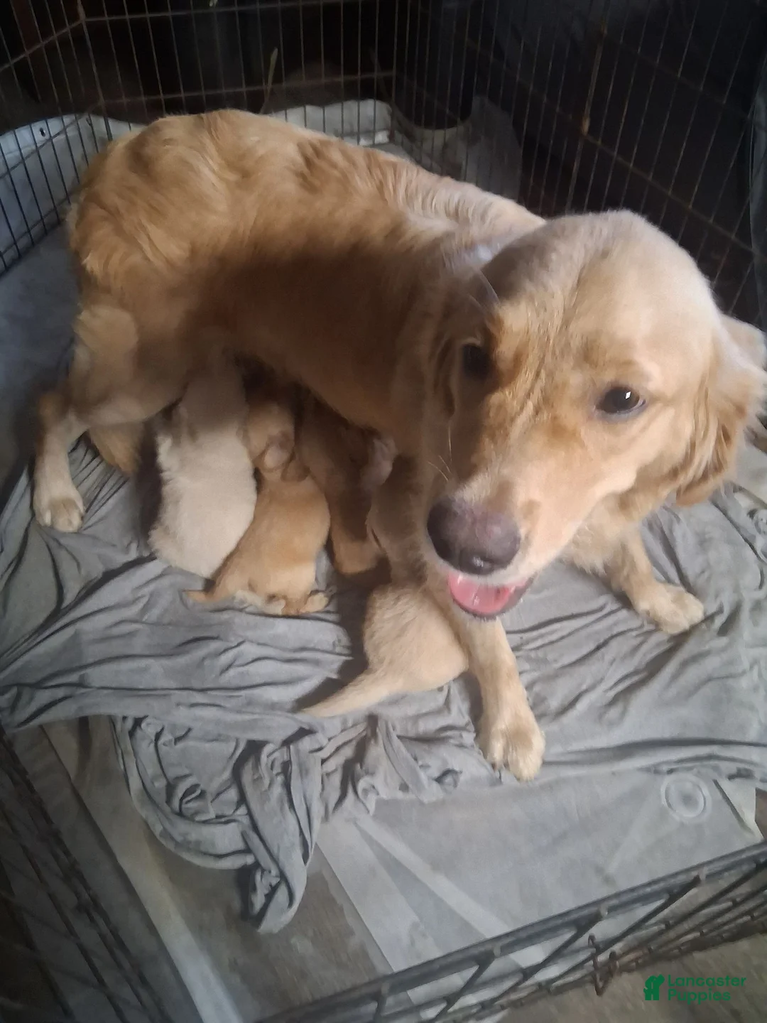 Goldendoodle dogs for sale: Goldendoodle 1 - Ad 2