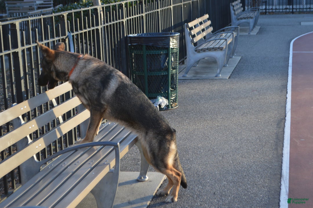 German Shepherd dogs for sale: Yellow - Ad 6