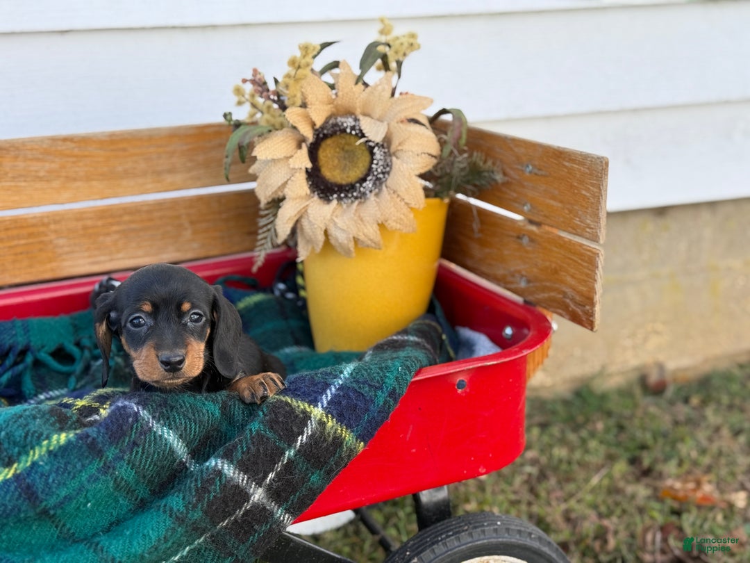 Miniature Dachshund dogs for sale: Clara - Ad 7