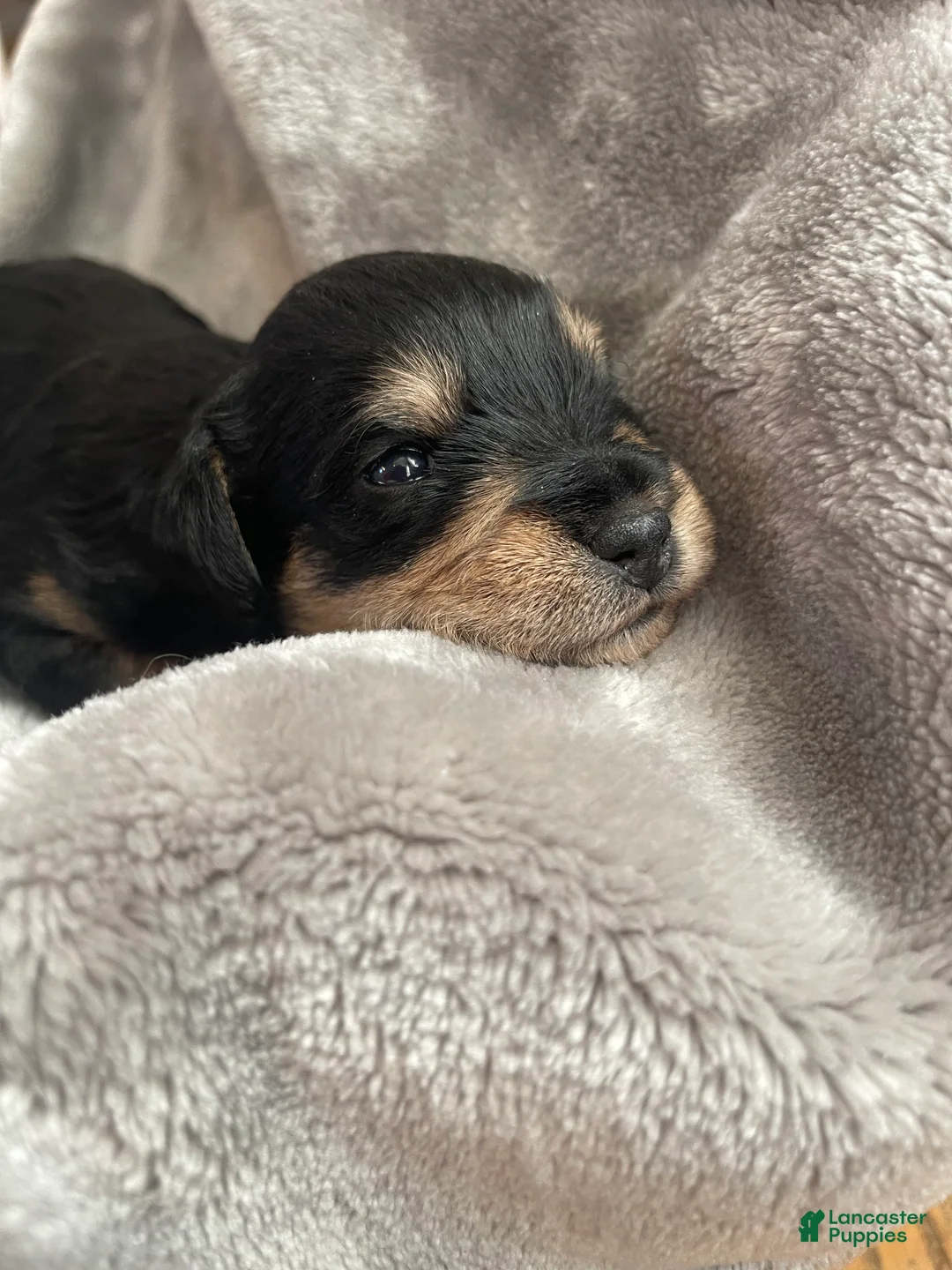 Miniature Schnauzer dogs for sale: Miniature Schnauzer Puppy 3 - Ad 7