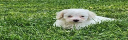 Cockapoo dogs for sale: Vanilla - Ad 3