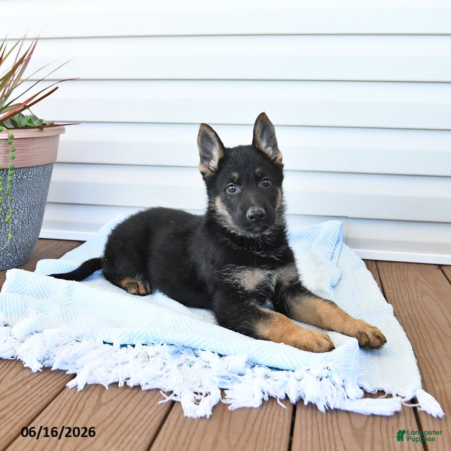 German Shepherd dogs Cooper - Ad 2