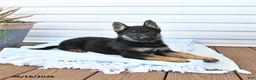 German Shepherd dogs for sale: Cooper - Ad 2