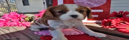 Cavalier King Charles Spaniel dogs for sale: Dakota - Ad 12