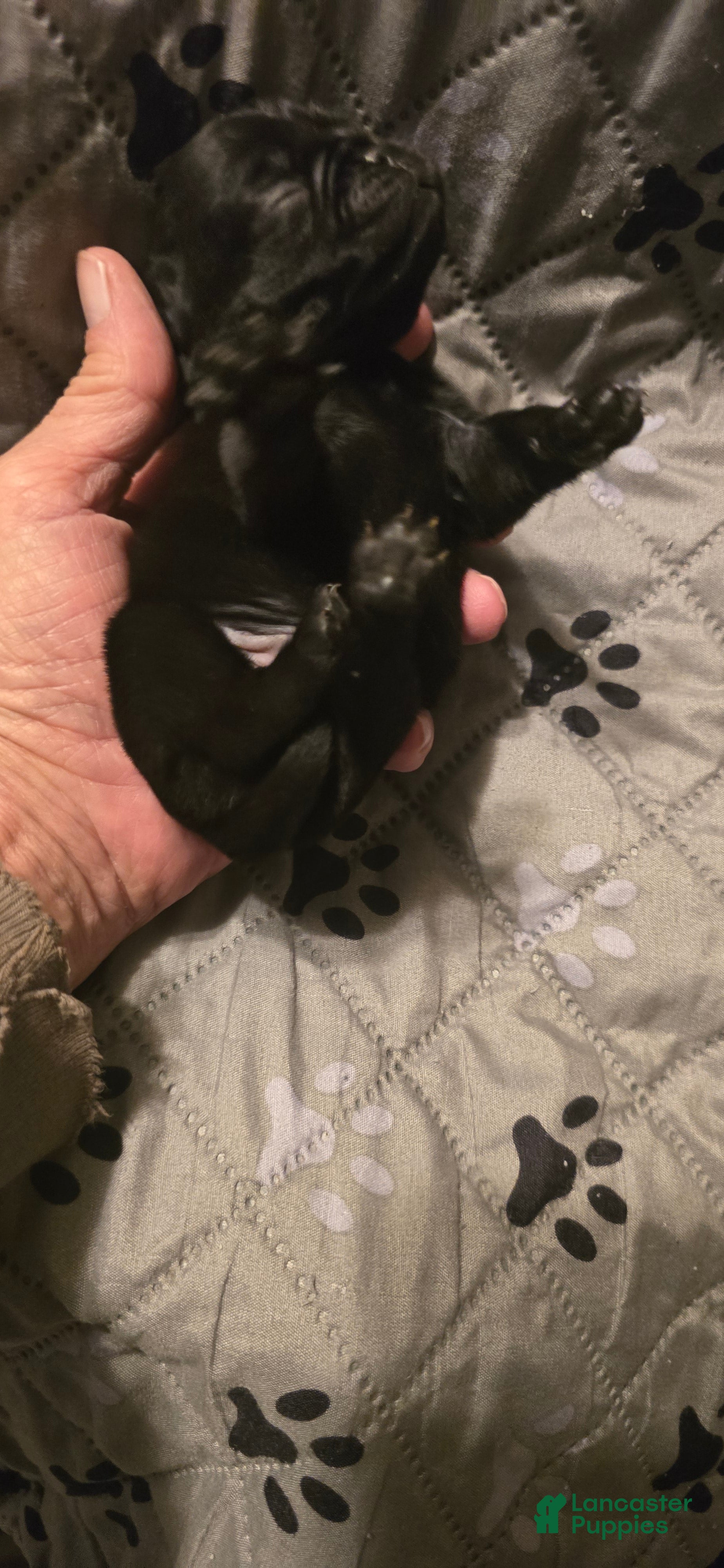 Pug dogs for sale: Milo - Ad 33