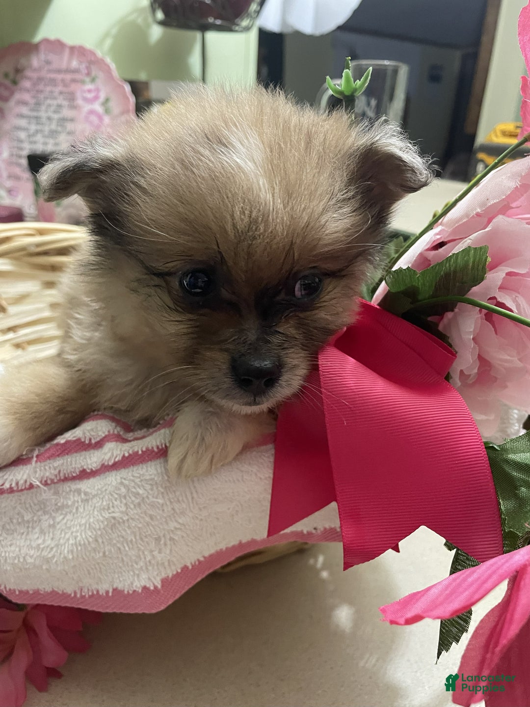 Pomeranian dogs for sale: Pomeranian Puppy 1 Amy - Ad 1