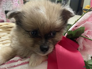 Pomeranian dogs Pomeranian Puppy 1 Amy - Ad 16