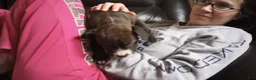 American Bully dogs for sale: Jaclyn Bouzakis - Ad 4