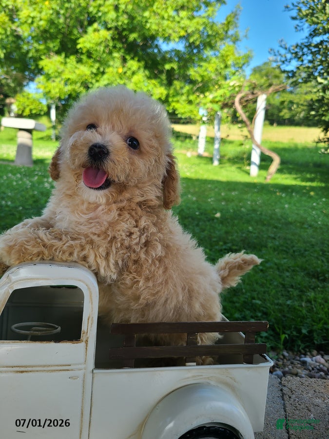 Bichpoo dogs Lincoln - Ad 2