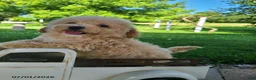 Bichpoo dogs for sale: Lincoln - Ad 2