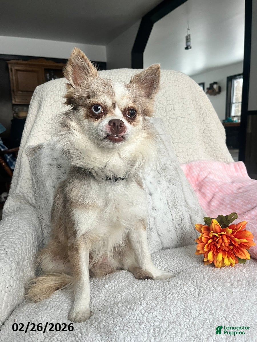 Chihuahua dogs Sparky - Ad 1