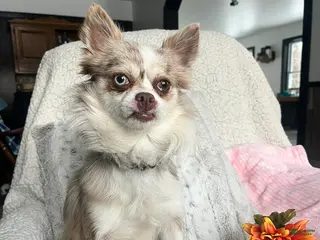 Chihuahua dogs for sale: Sparky - Ad 2