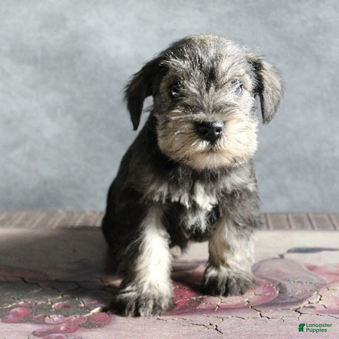 Miniature Schnauzer dogs for sale: Teddy - Ad 2