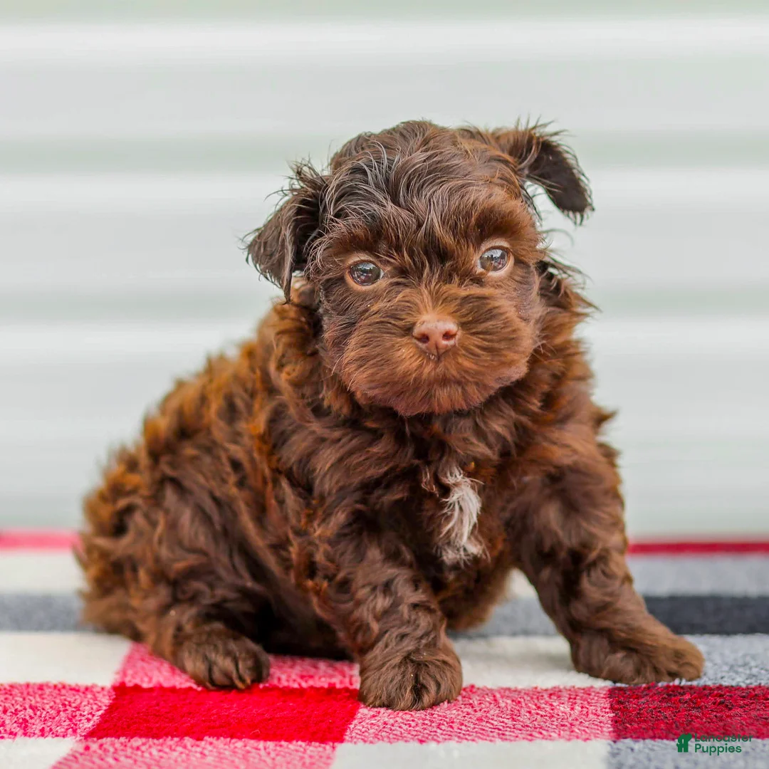Mini Aussiedoodle dogs for sale: Callie - Ad 1