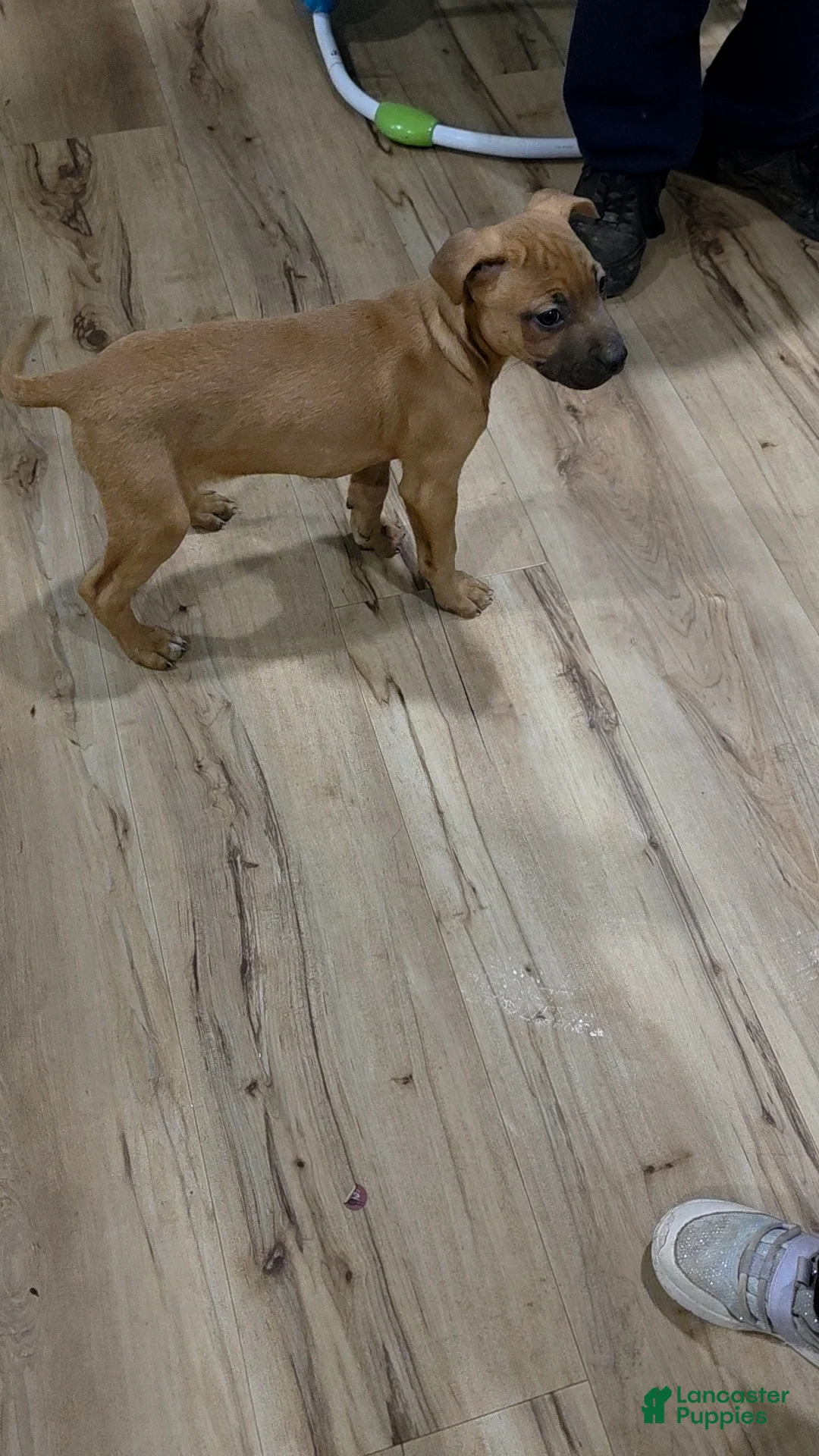 Mixed Breed dogs for sale: Anna 💜 - Ad 10