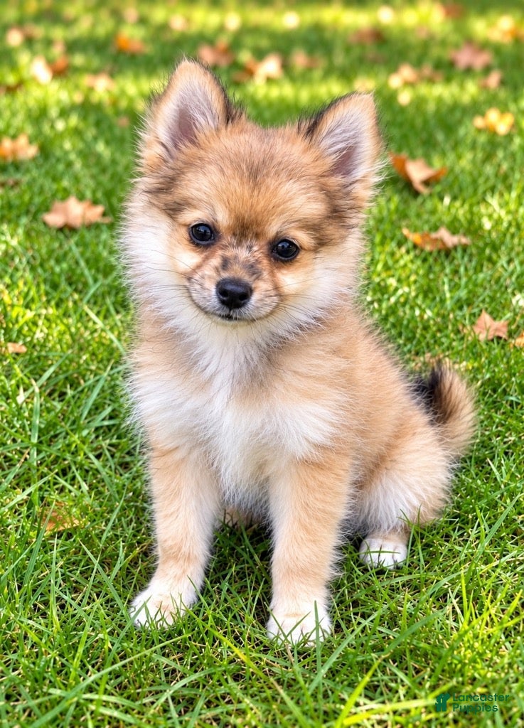 Pomchi dogs Nugget - Ad 2