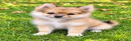 Pomchi dogs for sale: Nugget - Ad 2