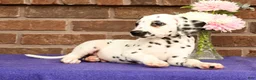 Dalmatian dogs for sale: Ike - Ad 6