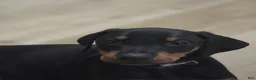 Doberman Pinscher dogs for sale: Doberman Pinscher 1 - Ad 3