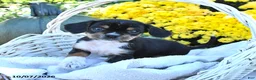 Mixed Breed dogs for sale: Cutie - Ad 1