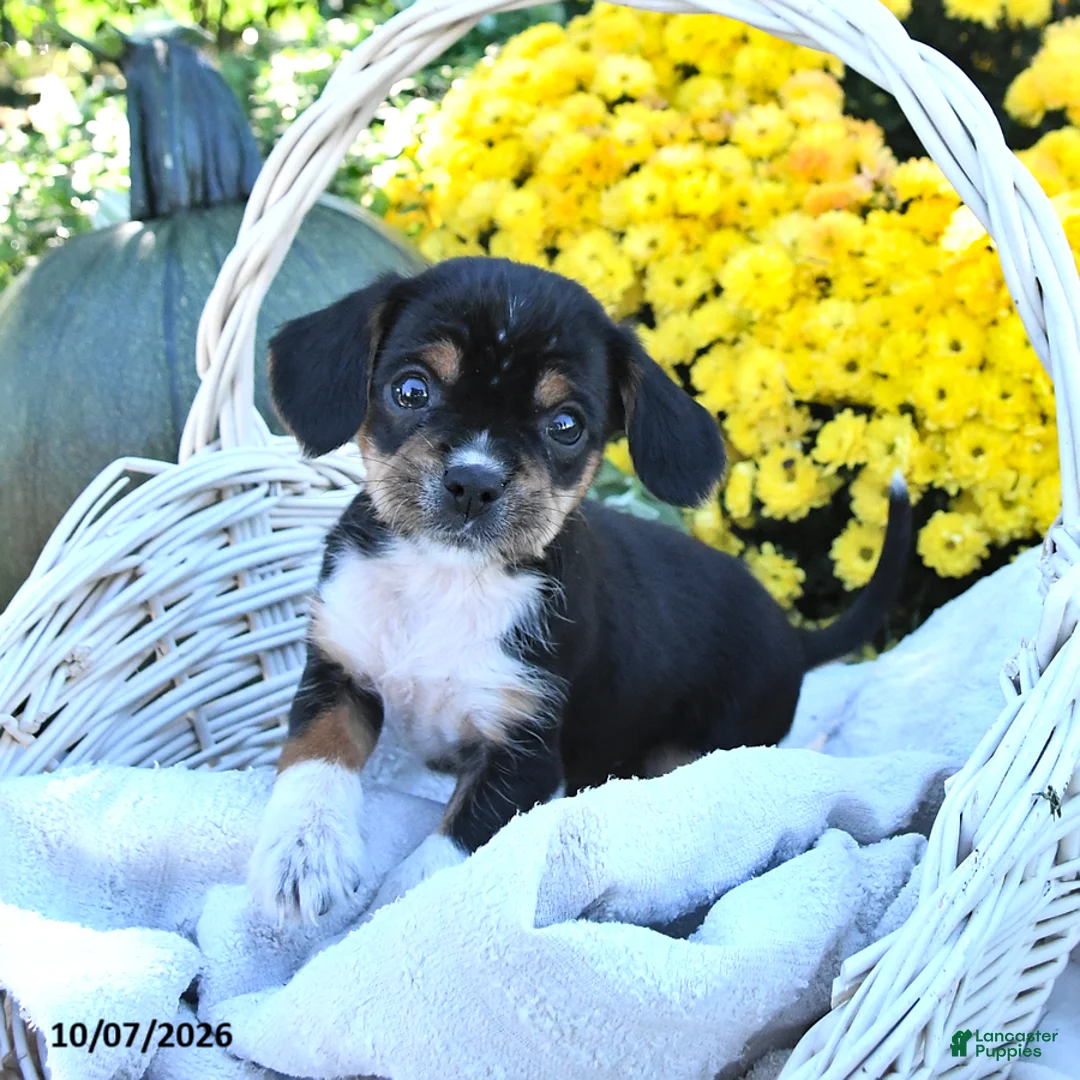 Mixed Breed dogs for sale: Cutie - Ad 1