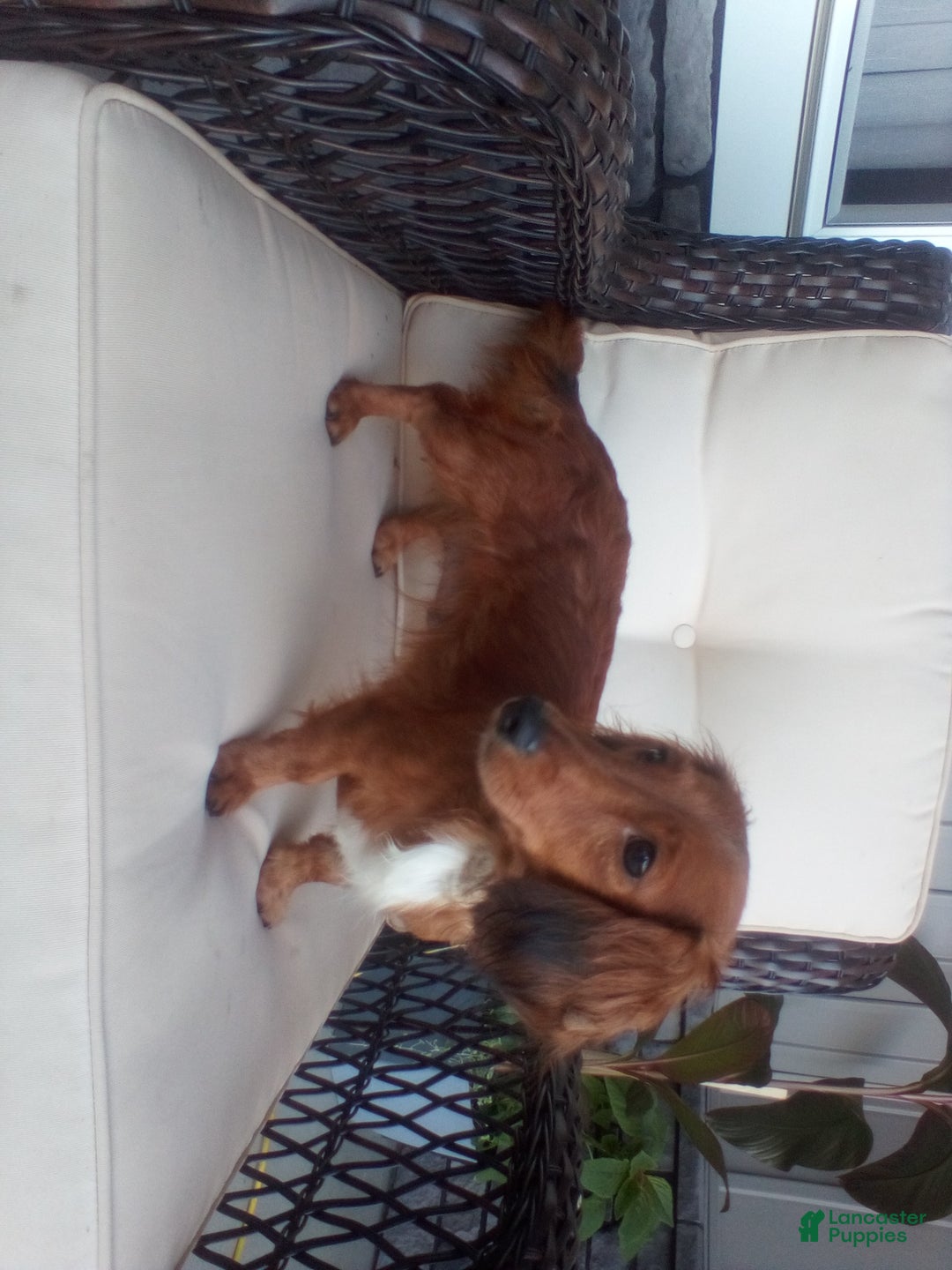 Miniature Dachshund dogs for sale: Macy - Ad 9