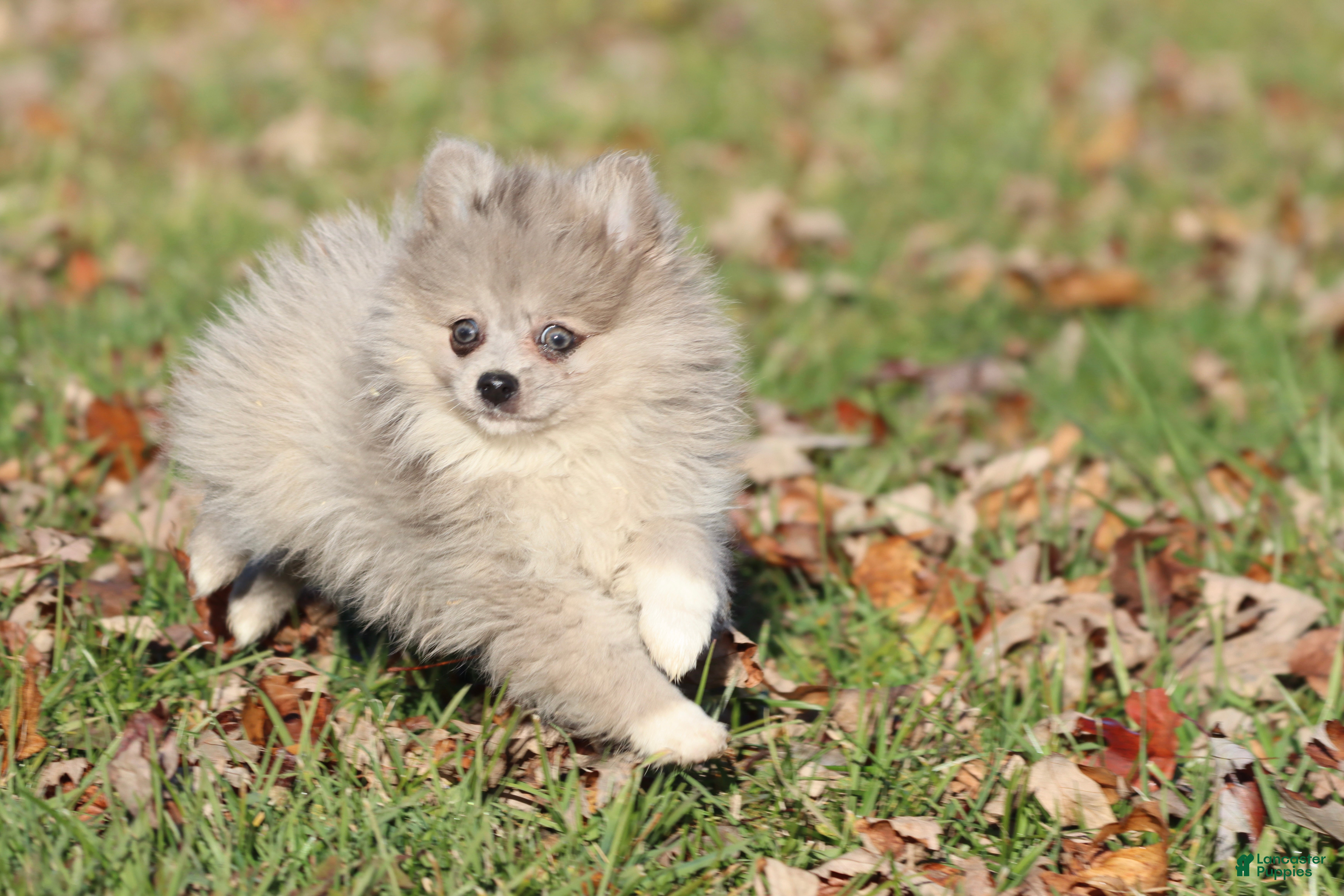 Pomeranian dogs Rainy - Ad 6