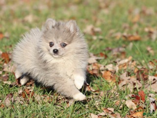 Pomeranian dogs Rainy - Ad 25