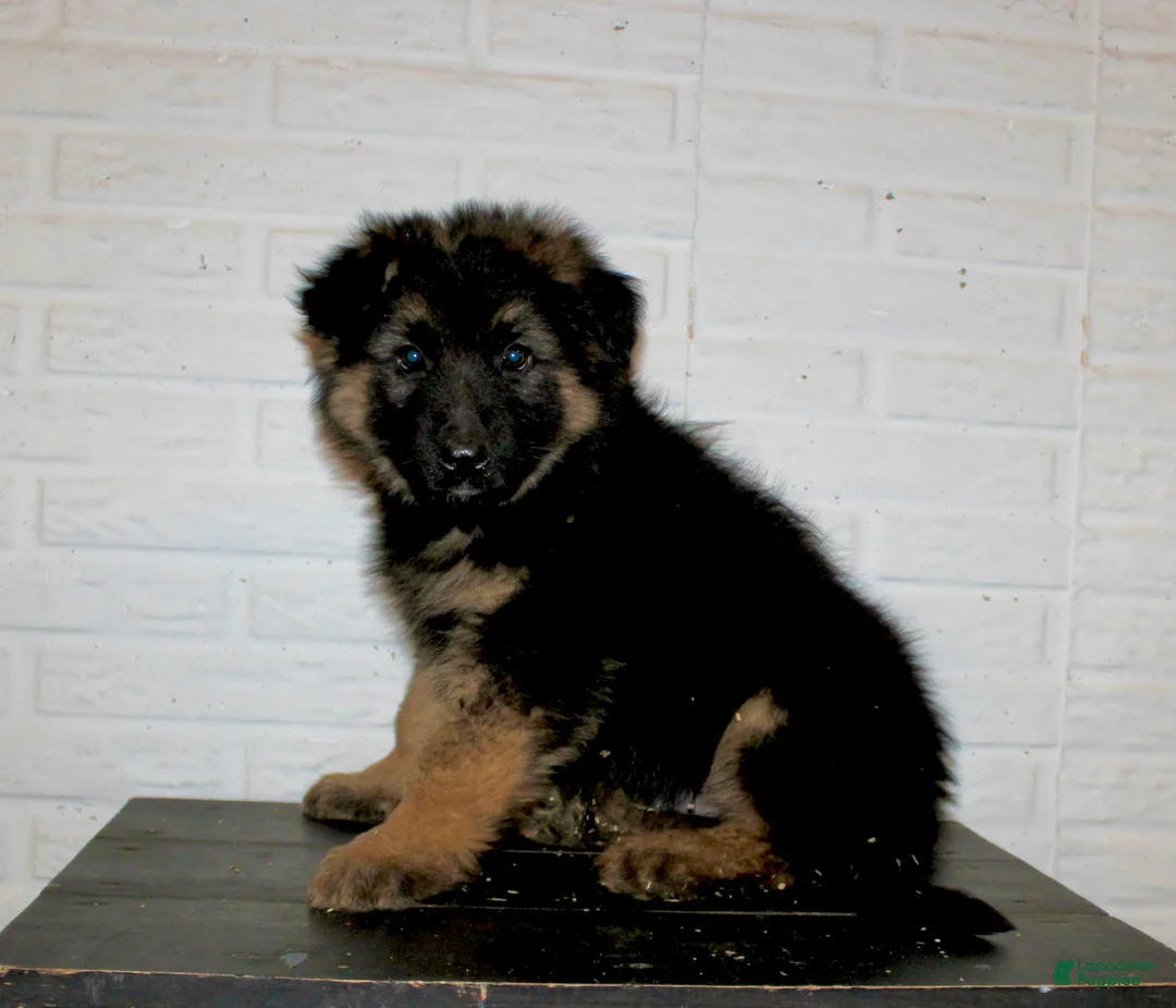 German Shepherd dogs for sale: Teton - Ad 4