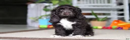 Cocker Spaniel dogs for sale: Oscar - Ad 3