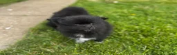 Pomeranian dogs for sale: Rolly polly - Ad 4