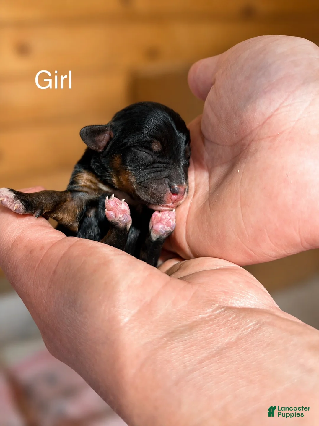 Mixed Breed dogs for sale: Mixed Breed 8 - Ad 1