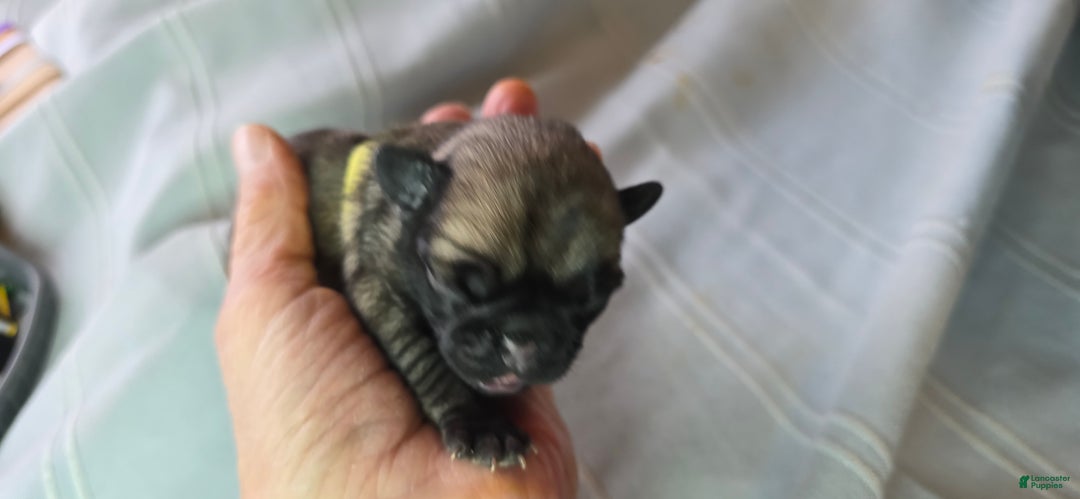 Pug dogs for sale: Jeannie - Ad 2