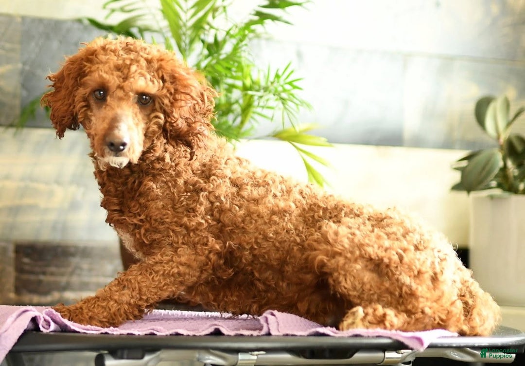 Eskipoo dogs for sale: Lilly - Ad 15