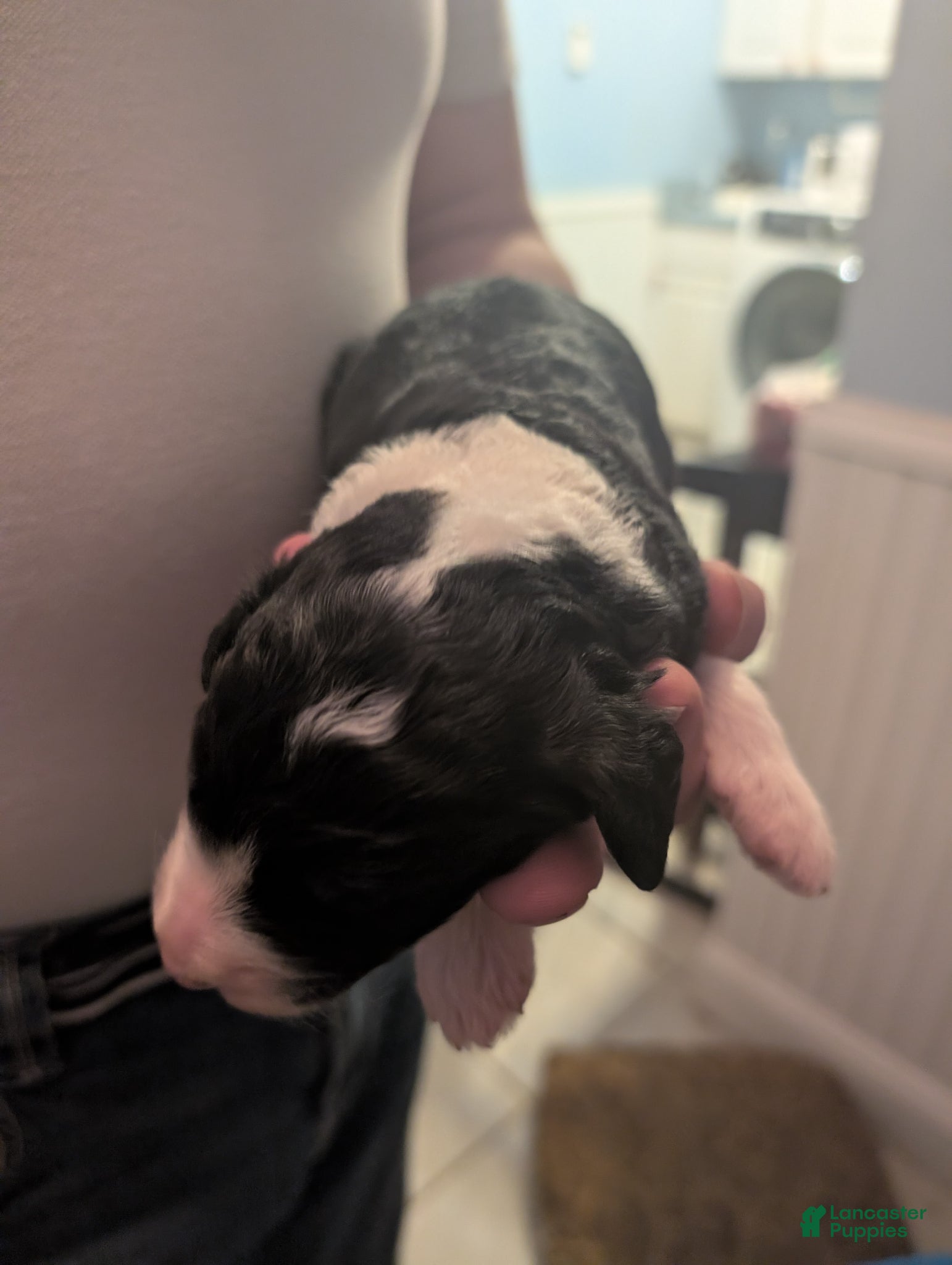 Sheepadoodle dogs Sheepadoodle Puppy 2 - Ad 12