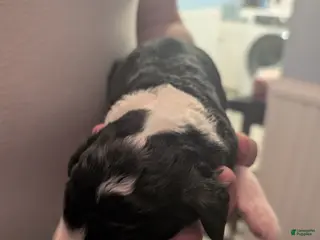 Sheepadoodle dogs Sheepadoodle Puppy 2 - Ad 12