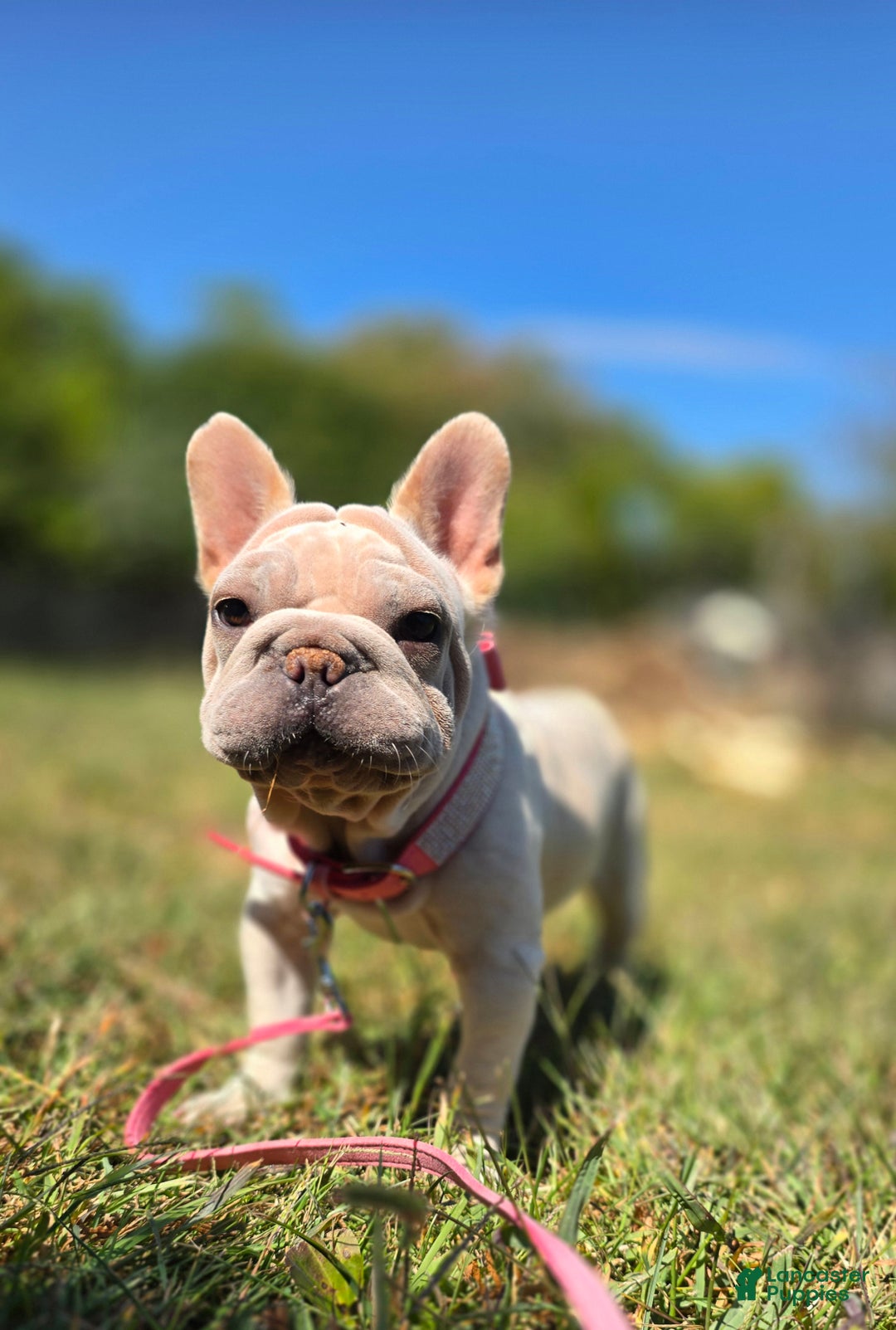 French Bulldog dogs for sale: Tyson - Ad 9