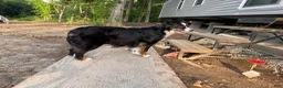 Miniature Australian Shepherd dogs for sale: Miniature Australian Shepherd 1 - Ad 4