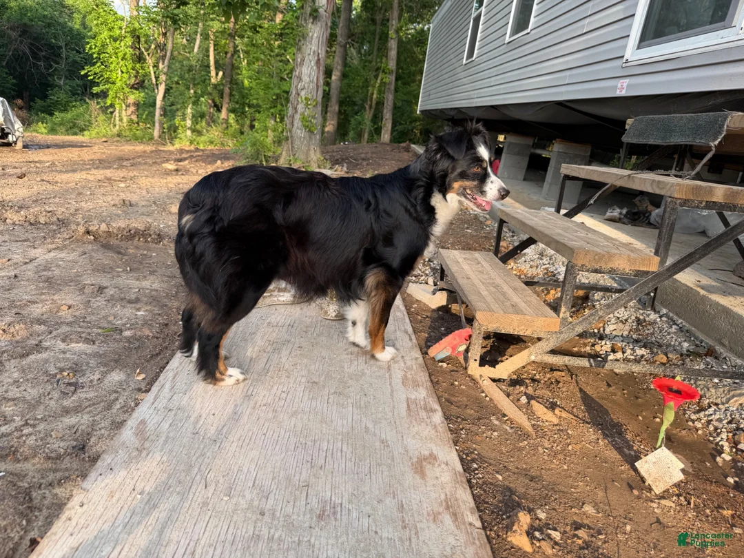 Miniature Australian Shepherd dogs for sale: Miniature Australian Shepherd 1 - Ad 4