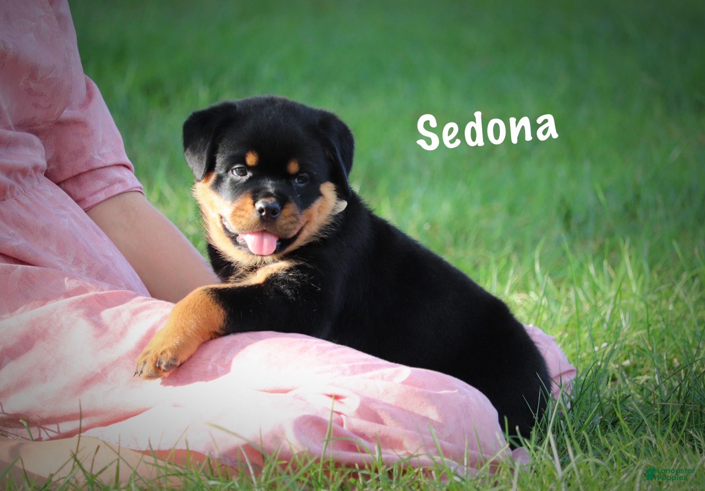 Rottweiler dogs Sedona w a Long Tail  - Ad 2