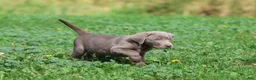 Labrador Retriever dogs for sale: Hippo - Ad 4