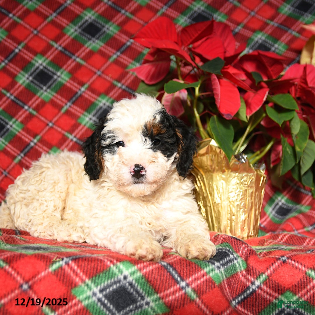 Mini Bernedoodle dogs for sale: Lolly - Ad 3