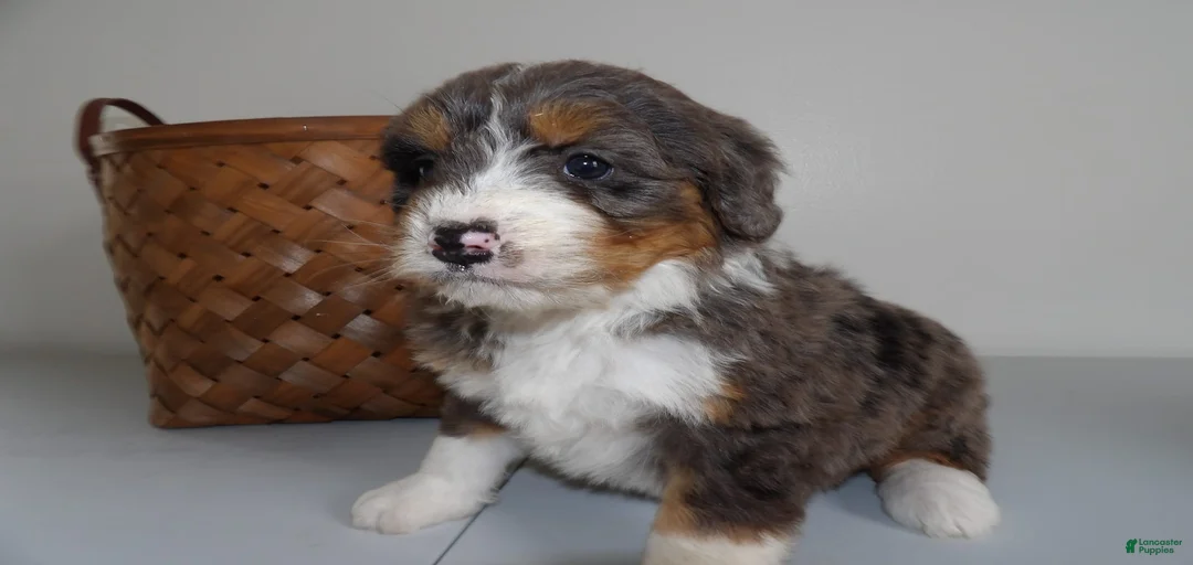 Gallery Image {{count}}