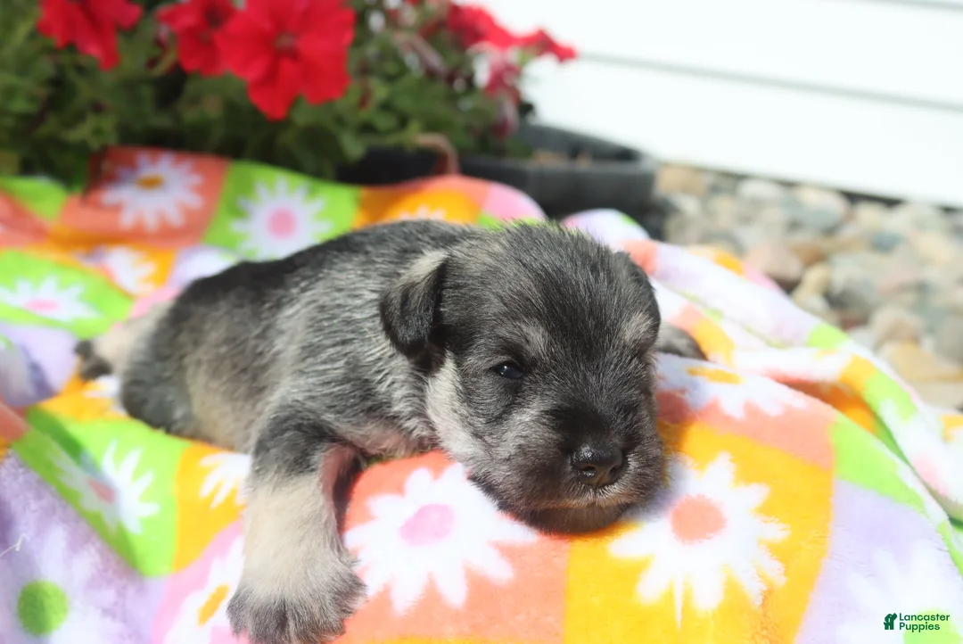Miniature Schnauzer dogs for sale: Lane - Ad 2