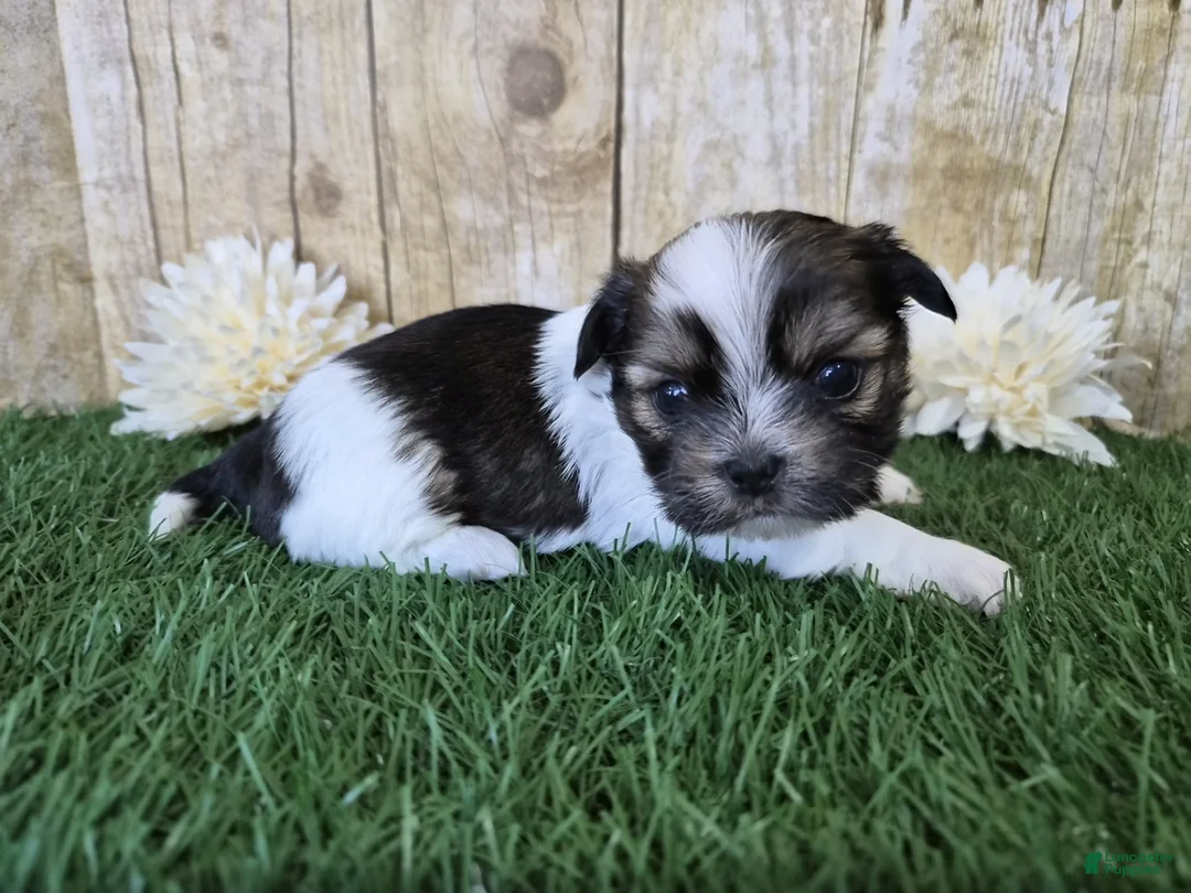 Shorkie dogs for sale: Cowboy - Ad 6