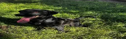 Labrador Retriever dogs for sale: Labrador Retriever 6 - Ad 4