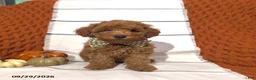 Mini Goldendoodle dogs for sale: Reed - Ad 4